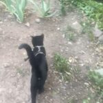 Shalom Harlow Instagram – 🐈‍⬛🐈‍⬛MALLOW🐈‍⬛🐈‍⬛ 🖤🖤meet my new mister 🖤🖤 he came to me during the eclipse last weekend 🖤🖤black cat magic 🐈‍⬛🐈‍⬛thank you @electricsadieland for a match made in heaven