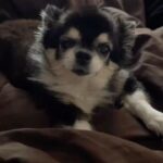 Shanna Moakler Instagram - And just like that, I said goodbye to my best friend of 14 years today she was an amazing and loyal friend and she went through so many ups and downs of my life. I was so grateful to have her. I love you diamond I hope you're with panda and woof at the rainbow bridge. I'm glad you're not suffering or in any more pain. I loved being your fur mom.