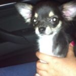 Shanna Moakler Instagram - And just like that, I said goodbye to my best friend of 14 years today she was an amazing and loyal friend and she went through so many ups and downs of my life. I was so grateful to have her. I love you diamond I hope you're with panda and woof at the rainbow bridge. I'm glad you're not suffering or in any more pain. I loved being your fur mom.