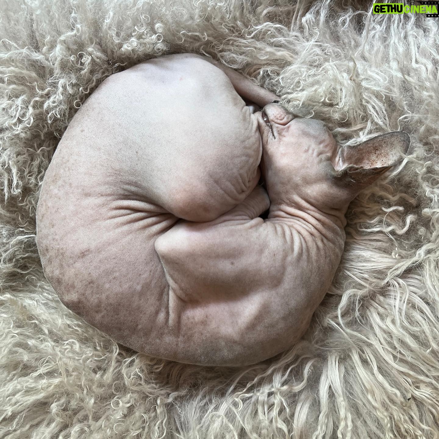 Shanna Moakler - 13.8K Likes - Well this year just keeps getting more horrid, I just put down my best friend.... literally my world. My Buddha. When I had nothing I had him, he literally held my hand at night when I slept, my house and my heart are shattered. I know he will be with my family, I am heartbroken and absolutely gutted...😭😢❤️⚓️ Godspeed