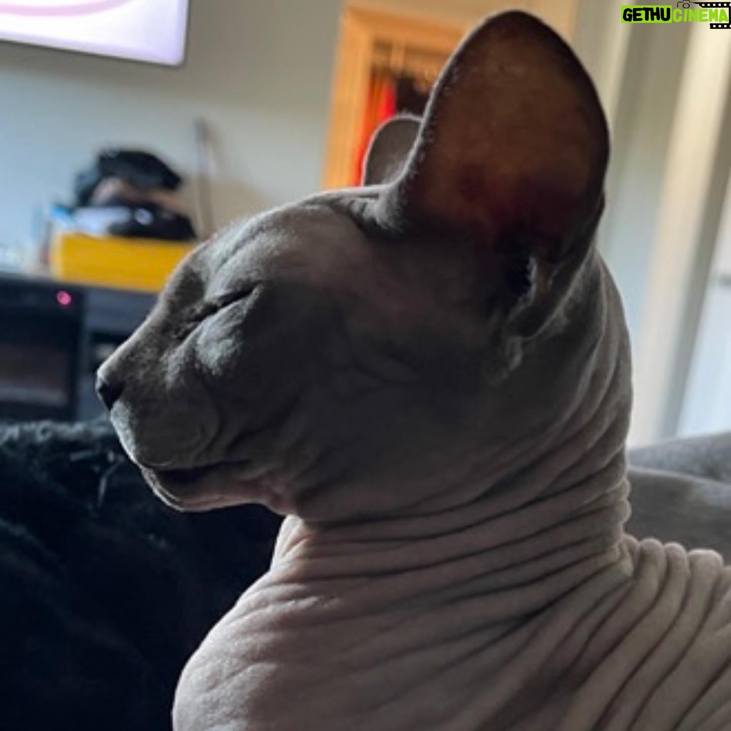 Shanna Moakler - 13.8K Likes - Well this year just keeps getting more horrid, I just put down my best friend.... literally my world. My Buddha. When I had nothing I had him, he literally held my hand at night when I slept, my house and my heart are shattered. I know he will be with my family, I am heartbroken and absolutely gutted...😭😢❤️⚓️ Godspeed
