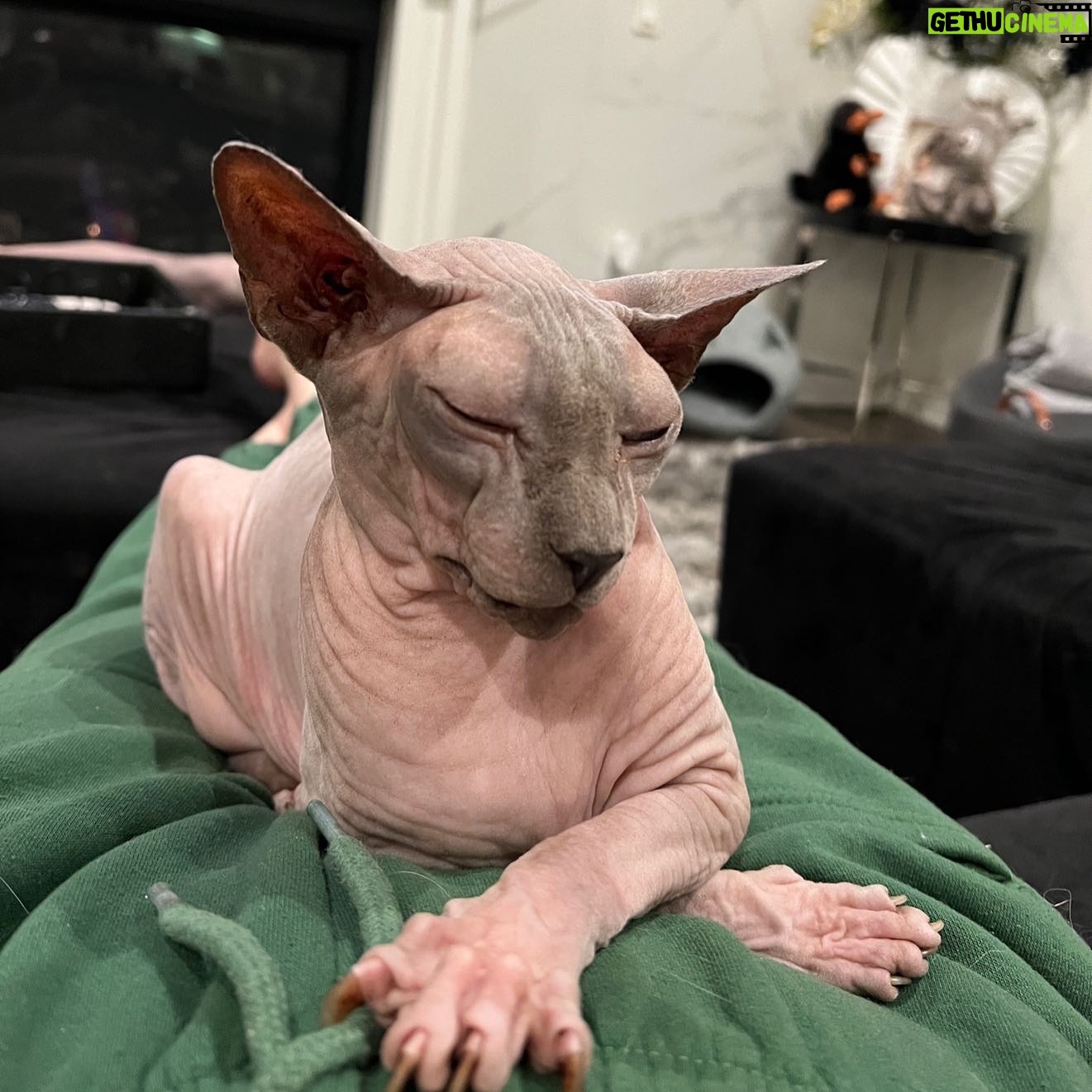Shanna Moakler - 13.8K Likes - Well this year just keeps getting more horrid, I just put down my best friend.... literally my world. My Buddha. When I had nothing I had him, he literally held my hand at night when I slept, my house and my heart are shattered. I know he will be with my family, I am heartbroken and absolutely gutted...😭😢❤️⚓️ Godspeed