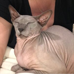 Shanna Moakler Instagram - Well this year just keeps getting more horrid, I just put down my best friend.... literally my world. My Buddha. When I had nothing I had him, he literally held my hand at night when I slept, my house and my heart are shattered. I know he will be with my family, I am heartbroken and absolutely gutted...😭😢❤️⚓️ Godspeed