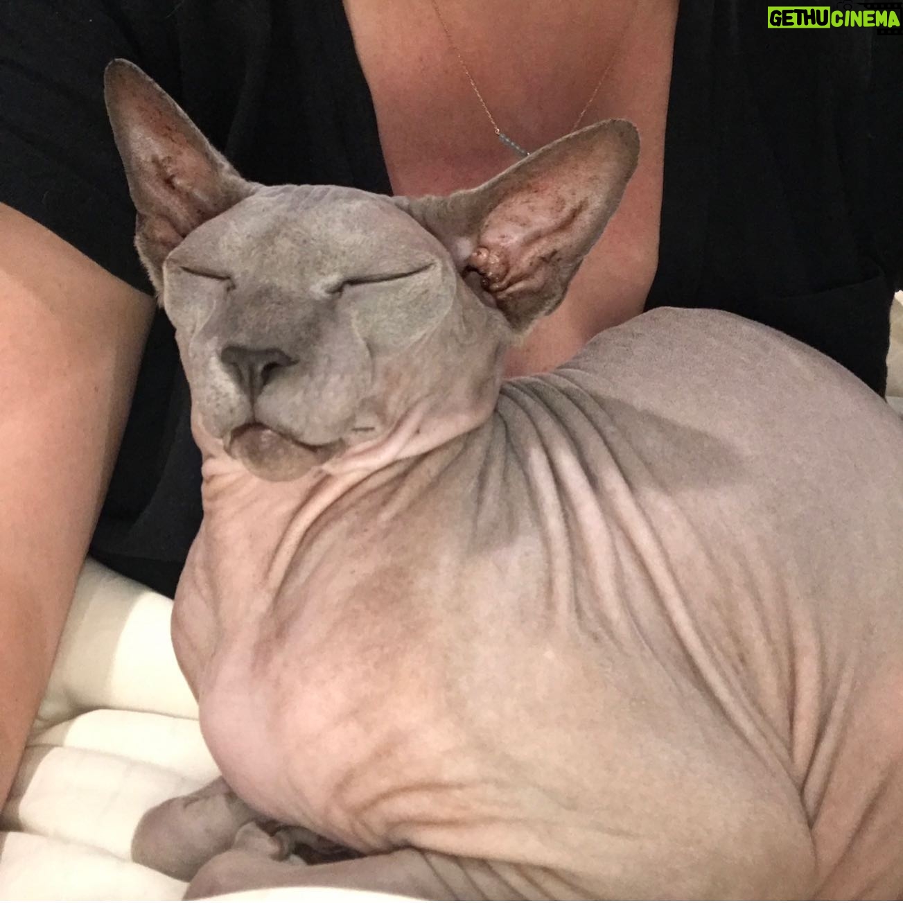 Shanna Moakler - 13.8K Likes - Well this year just keeps getting more horrid, I just put down my best friend.... literally my world. My Buddha. When I had nothing I had him, he literally held my hand at night when I slept, my house and my heart are shattered. I know he will be with my family, I am heartbroken and absolutely gutted...😭😢❤️⚓️ Godspeed