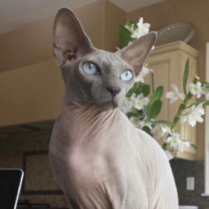 Shanna Moakler Instagram - Well this year just keeps getting more horrid, I just put down my best friend.... literally my world. My Buddha. When I had nothing I had him, he literally held my hand at night when I slept, my house and my heart are shattered. I know he will be with my family, I am heartbroken and absolutely gutted...😭😢❤️⚓️ Godspeed