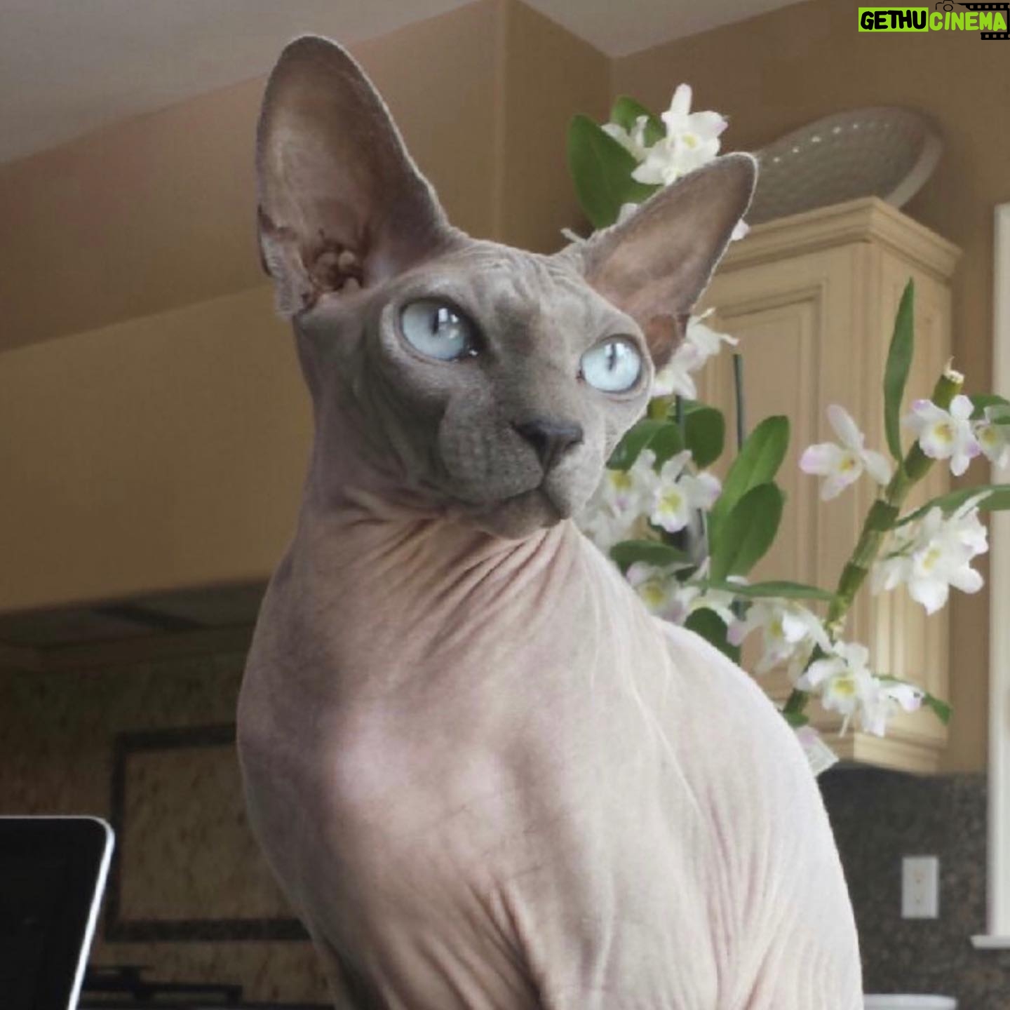 Shanna Moakler - 13.8K Likes - Well this year just keeps getting more horrid, I just put down my best friend.... literally my world. My Buddha. When I had nothing I had him, he literally held my hand at night when I slept, my house and my heart are shattered. I know he will be with my family, I am heartbroken and absolutely gutted...😭😢❤️⚓️ Godspeed