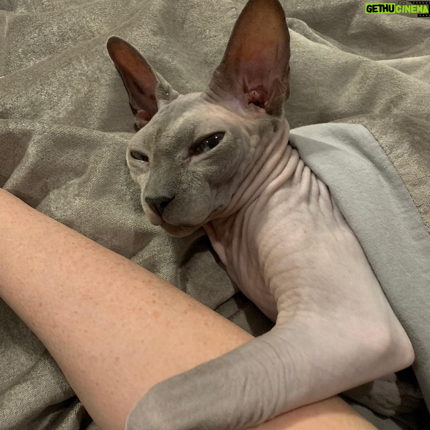 Shanna Moakler - 13.8K Likes - Well this year just keeps getting more horrid, I just put down my best friend.... literally my world. My Buddha. When I had nothing I had him, he literally held my hand at night when I slept, my house and my heart are shattered. I know he will be with my family, I am heartbroken and absolutely gutted...😭😢❤️⚓️ Godspeed