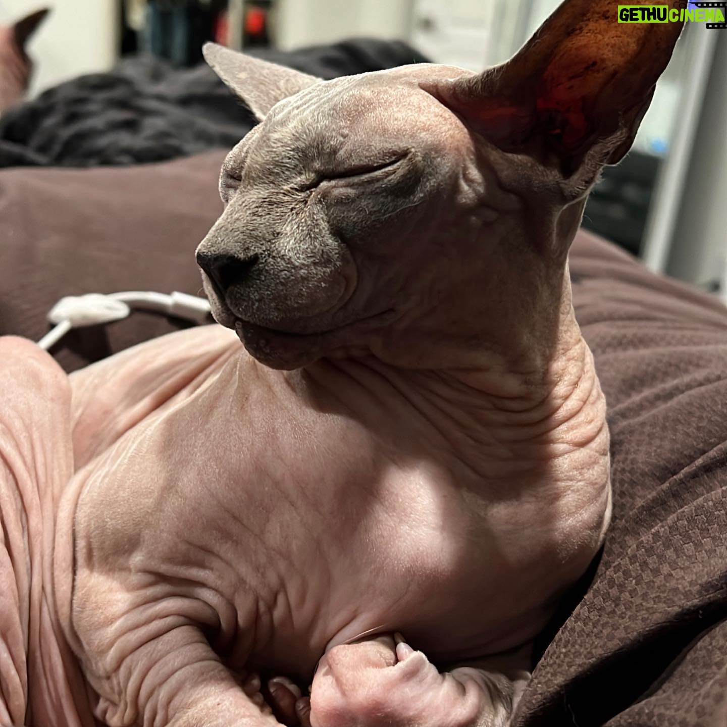 Shanna Moakler - 13.8K Likes - Well this year just keeps getting more horrid, I just put down my best friend.... literally my world. My Buddha. When I had nothing I had him, he literally held my hand at night when I slept, my house and my heart are shattered. I know he will be with my family, I am heartbroken and absolutely gutted...😭😢❤️⚓️ Godspeed