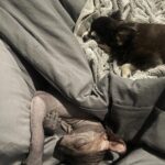 Shanna Moakler Instagram - And just like that, I said goodbye to my best friend of 14 years today she was an amazing and loyal friend and she went through so many ups and downs of my life. I was so grateful to have her. I love you diamond I hope you're with panda and woof at the rainbow bridge. I'm glad you're not suffering or in any more pain. I loved being your fur mom.