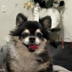 Shanna Moakler Instagram - And just like that, I said goodbye to my best friend of 14 years today she was an amazing and loyal friend and she went through so many ups and downs of my life. I was so grateful to have her. I love you diamond I hope you're with panda and woof at the rainbow bridge. I'm glad you're not suffering or in any more pain. I loved being your fur mom.