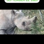 Shannon Elizabeth Instagram – Happy World Rhino Day! Today is dedicated to all of the rhinos who fight for their lives every day, all who have lost the battle, & all those who work tirelessly to protect them. And of course I dedicate today to the most amazing black rhino I have ever known, @munutherhino -who is cared for by @shannonelizabethfdn. We are beyond blessed to get to spend time with Munu & inspired by him to do all we can to protect & love rhinos. 💜✨ 

#worldrhinoday #happyworldrhinoday #munutherhino #shannonelizabethfdn  #love