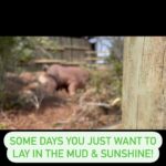 Shannon Elizabeth Instagram – #mudbath #sunshine #sanctuary #love