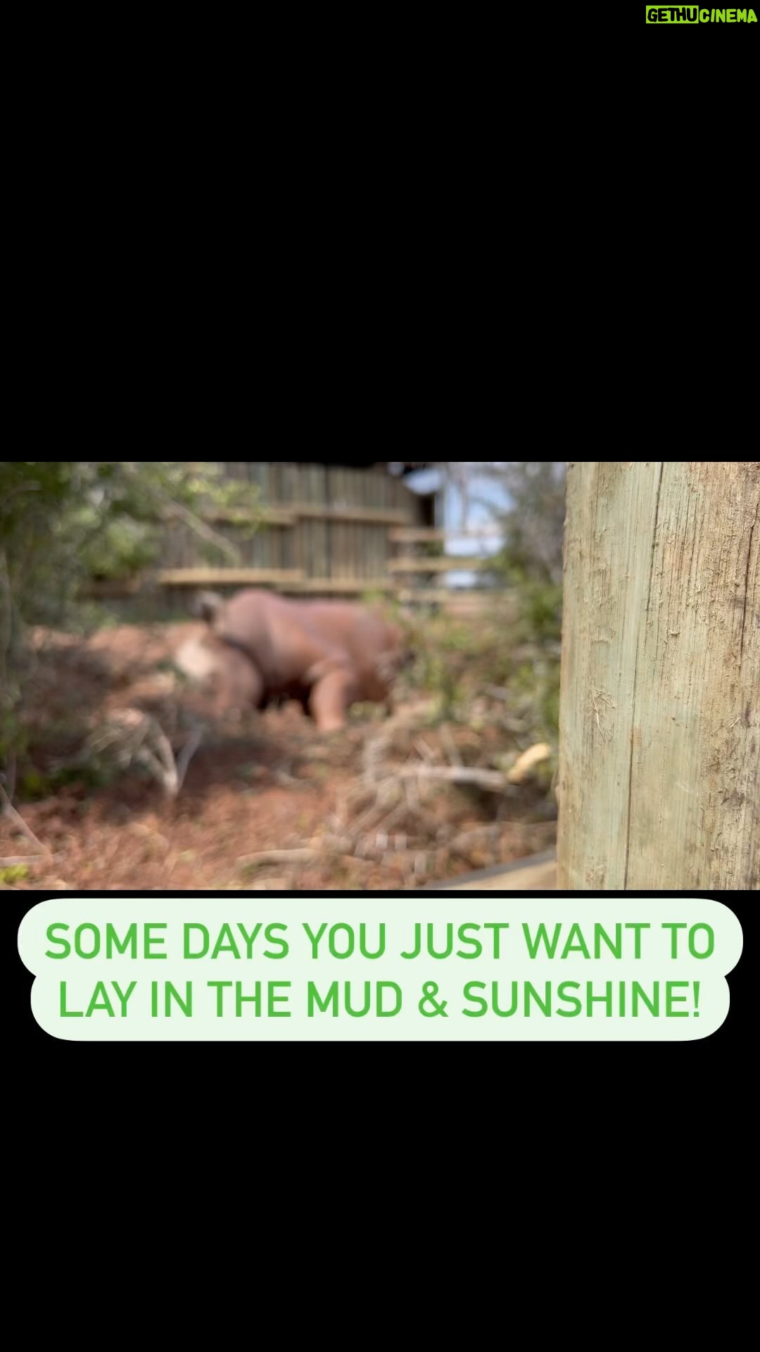 Shannon Elizabeth Instagram - #mudbath #sunshine #sanctuary #love