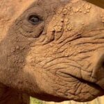 Shannon Elizabeth Instagram – I just love this close-up look at @munutherhino after his luxurious mud bath at his new sanctuary. He’s so happy & curious & content! ♥️✨