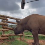 Shannon Elizabeth Instagram - Munu was ready for his close-up but got grump because his co-star was late. Pffft-actors 🙄 Happy World Rhino Day!!