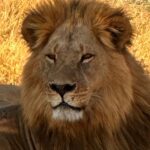 Shannon Elizabeth Instagram – Had the most magical birthday of my life thanks to my other half @conservationguy & our good friend & brother @safarirob at @goldenafricasafaris! After losing my little man a couple of months ago, being in the bush with no reception for days & the most exquisite animals around us is just what the doctor ordered. 

We started early on the 7th with a helicopter tour over the Okavango Delta. We then landed in the bush for a champagne toast & headed back to our game viewer so we could get packed up & drive into Moremi Game Reserve. We camped at Second Bridge for five incredible nights & fell asleep to lions roaring all around us. 

We played poker in the middle of the bush pretty much every day & ate the most unbelievable food! Then Simon suprised me with video messages from so many friends who couldn’t be with us. Thank you to all of you who sent a video message. It really did mean the world to me & is something I will keep forever & watch often. I love you all! 

It was a week of suprises, love, laughter, & so many animals. Golden Africa Safaris truly went out of their way to make everything absolutely perfect for me-including the birthday cake made out of elephant dung…delish!! 

I’ll break down moments with photos as I can. But wanted to say thank you to everyone who celebrated with us, whether near or far. And the biggest thank you to my hubby Simon-my partner in crime-my mirror image. There’s nothing we love more than adventures & animals. This trip couldn’t have more of both if we tried. May we have so many more adventures together & may every single day be a new adventure we get to experience together. I love you. ♥️

#botswana #okovangodelta #goldenafricasafaris #moremi #shannonelizabeth