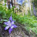 Shannon Elizabeth Instagram - Went on the most beautiful hike the other day...had to share the beauty of nature! 🌲🌿🌸 #nature #hiking #love
