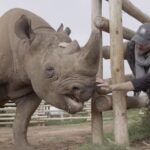 Shannon Elizabeth Instagram – Please check out the new campaign I just launched in time for my birthday! It’ll run throughout my birthday month & I need your help. Please share the campaign & videos as much as you can & help @munutherhino & @shannonelizabethfdn save his species & share his story with the world!!