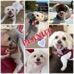 Shannon Elizabeth Instagram – In Loving Memory of Peanut

It is with a heavy heart and tears streaming down my face that I write this memorial for my beloved baby, my best friend, and my forever loyal companion, Peanut. Friday, July 14th, we had to bid farewell to our furry family member, as he embarked on his final journey across the Rainbow Bridge. It’s just been too painful for me to post anything until now. Every moment of every day we miss him terribly & our hearts are broken. 💔

Peanut, you were so much more than our doggie; you were an inseparable part of our lives, filling our days with unconditional love, joy, and laughter. From the moment you bounded into my life, those tiny paws and wagging tail instantly stole my heart. You quickly became an integral part of our family, weaving yourself into the fabric of our everyday existence.

Your infectious happiness and vibrant spirit were unmatched. And from the countless kisses to the quiet nights spent curled up together, our bond grew deeper with each passing moment. I have had many dogs come & go, but our connection was different. I know you’re still around me often & whatever form you’re in…I’ll never stop loving you with my entire being & for eternity. 💜💫 I love you my baby, Peanut…always & forever. Thank you for choosing me.