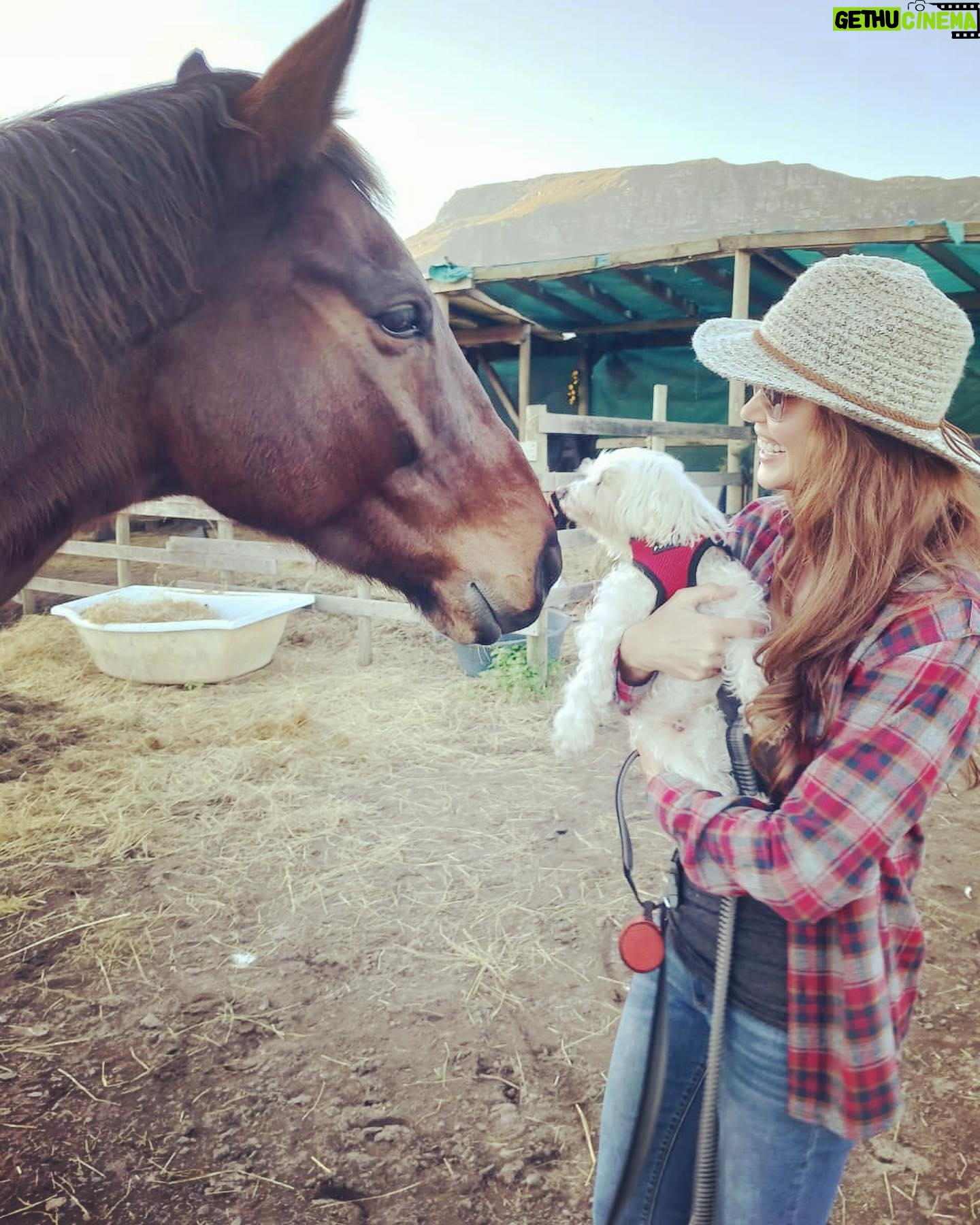 Shannon Elizabeth Instagram - Had an incredible day at @tomrohavenforequineschildren with Peanut!! The work they do rescuing horses is beautiful, & the energy there is so spiritual. Whether you're traveling to South Africa or you live here, pls consider paying them a visit & supporting the work they do in whatever ways you can. As you can imagine, they need a big piece of farmland where they can really build their dream facilities for these angels. They currently work with kids & women who get so much healing from these horses. Every life matters-save one save all! Thank you to Gillian & Stephanie for sharing your magic with me!! And thank you to @noulamaclean for introducing me to such a worthy cause. ππΌπ« (SWIPE LEFT to see Peanut at the end of a long day with the horses after his bath!)