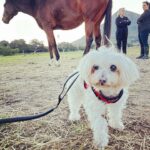 Shannon Elizabeth Instagram – Had an incredible day at  @tomrohavenforequineschildren with Peanut!! The work they do rescuing horses is beautiful, & the energy there is so spiritual. Whether you’re traveling to South Africa or you live here, pls consider paying them a visit & supporting the work they do in whatever ways you can. As you can imagine, they need a big piece of farmland where they can really build their dream facilities for these angels. They currently work with kids & women who get so much healing from these horses. Every life matters-save one save all! Thank you to Gillian & Stephanie for sharing your magic with me!! And thank you to @noulamaclean for introducing me to such a worthy cause. 🙏🏼💫 (SWIPE LEFT to see Peanut at the end of a long day with the horses after his bath!)