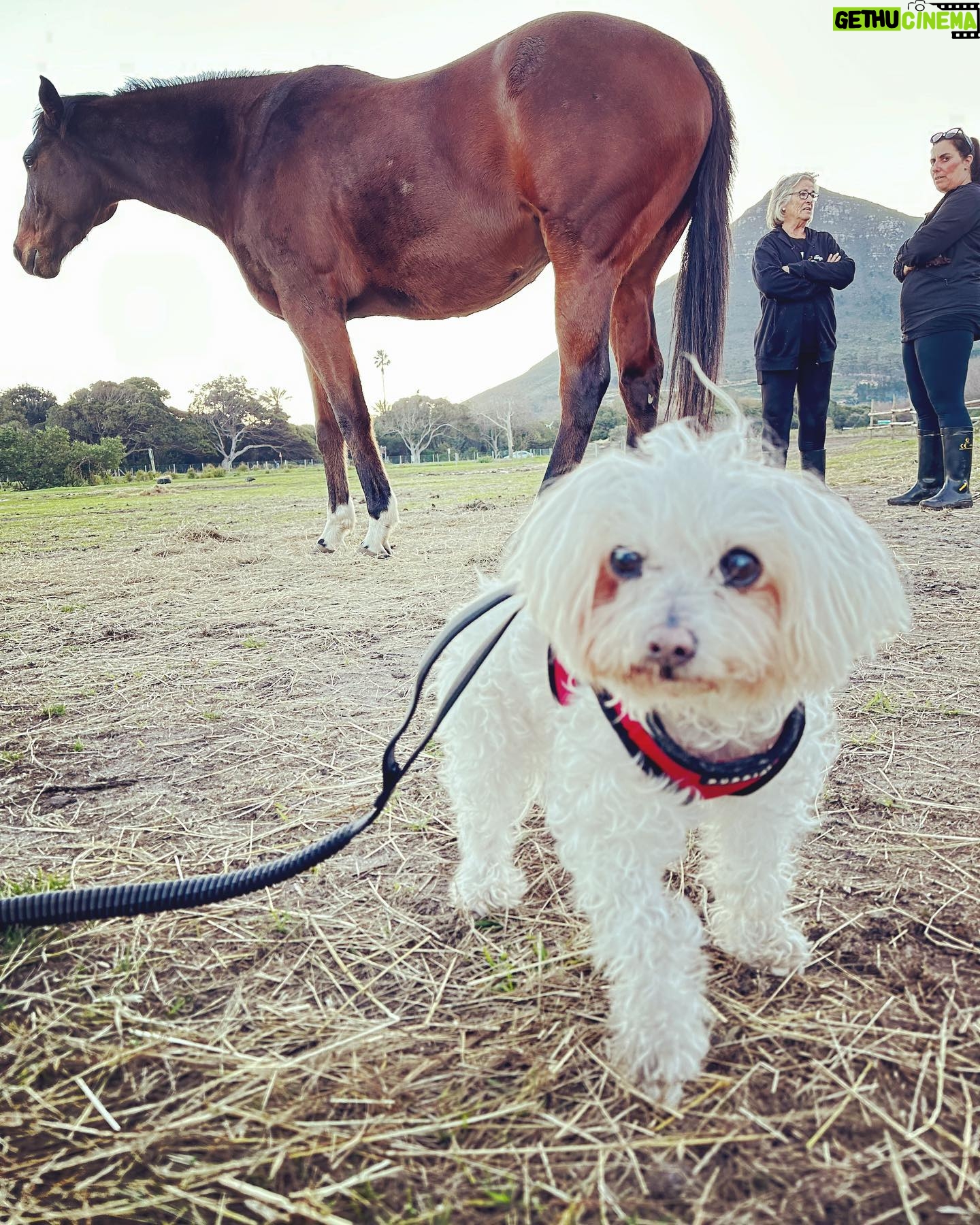 Shannon Elizabeth Instagram - Had an incredible day at @tomrohavenforequineschildren with Peanut!! The work they do rescuing horses is beautiful, & the energy there is so spiritual. Whether you're traveling to South Africa or you live here, pls consider paying them a visit & supporting the work they do in whatever ways you can. As you can imagine, they need a big piece of farmland where they can really build their dream facilities for these angels. They currently work with kids & women who get so much healing from these horses. Every life matters-save one save all! Thank you to Gillian & Stephanie for sharing your magic with me!! And thank you to @noulamaclean for introducing me to such a worthy cause. ππΌπ« (SWIPE LEFT to see Peanut at the end of a long day with the horses after his bath!)