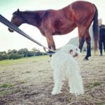 Shannon Elizabeth Instagram – Had an incredible day at  @tomrohavenforequineschildren with Peanut!! The work they do rescuing horses is beautiful, & the energy there is so spiritual. Whether you’re traveling to South Africa or you live here, pls consider paying them a visit & supporting the work they do in whatever ways you can. As you can imagine, they need a big piece of farmland where they can really build their dream facilities for these angels. They currently work with kids & women who get so much healing from these horses. Every life matters-save one save all! Thank you to Gillian & Stephanie for sharing your magic with me!! And thank you to @noulamaclean for introducing me to such a worthy cause. 🙏🏼💫 (SWIPE LEFT to see Peanut at the end of a long day with the horses after his bath!)