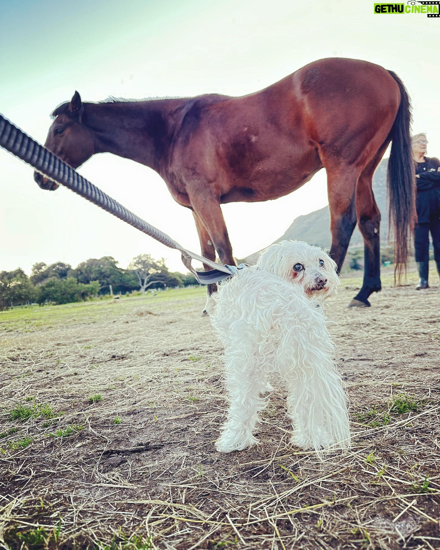 Shannon Elizabeth Instagram - Had an incredible day at @tomrohavenforequineschildren with Peanut!! The work they do rescuing horses is beautiful, & the energy there is so spiritual. Whether you're traveling to South Africa or you live here, pls consider paying them a visit & supporting the work they do in whatever ways you can. As you can imagine, they need a big piece of farmland where they can really build their dream facilities for these angels. They currently work with kids & women who get so much healing from these horses. Every life matters-save one save all! Thank you to Gillian & Stephanie for sharing your magic with me!! And thank you to @noulamaclean for introducing me to such a worthy cause. ππΌπ« (SWIPE LEFT to see Peanut at the end of a long day with the horses after his bath!)