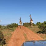 Shannon Elizabeth Instagram – Great way to start out the day in South Africa…

#southafrica
#giraffe 
#safaris