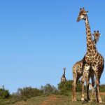 Shannon Elizabeth Instagram – Great way to start out the day in South Africa…

#southafrica
#giraffe 
#safaris
