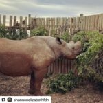 Shannon Elizabeth Instagram – #Repost @shannonelizabethfdn 
・・・
@munutherhino is getting ready to move to his new forever home! He doesn’t know it yet, but we’ve been hard at work building him a new sanctuary where he can be in thick, deep bush & eventually meet females for the first time in over three years. We can’t wait to show him his new digs!! 
.
.
.
#shannonelizabethfdn
#munutherhino
#sanctuary
#southafrica
#blackrhino
#rhino