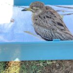 Shannon Elizabeth Instagram – We found this sweet little water Dikkop in our yard the other day. He couldn’t fly & a cat was stalking him. So we were able to bring him in & care for him until we could find the right expert to take him & give him everything he needs. 

Yesterday we finally found @tweettweetrescue who is now giving him lots of food, meds, & warmth so that he can be released once he’s fully recovered. I know dogs & rhinos, but caring for birds is very new to me. I knew I wasn’t the fight person for the job, but I like to believe the Universe guided the Dikkop to us so that we could find that rescue for him & potentially others. And now I’m going to look into getting certified here so that I am better equipped to help other animals in need in the future. My mission on this planet is to help the animals…so every experience teaches & guides me so that I can hopefully get better & better at that. 

🙏🏼 Thank you to Danika at Tweet Tweet Rescue for all of the incredible work you do with garden birds of so many species! Very grateful for animal avengers like you. 💜

#tweettweetrescue
#shannonelizabethfdn
#love #animals
