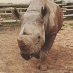 Shannon Elizabeth Instagram – #Repost @shannonelizabethfdn 
・・・
@munutherhino is getting ready to move to his new forever home! He doesn’t know it yet, but we’ve been hard at work building him a new sanctuary where he can be in thick, deep bush & eventually meet females for the first time in over three years. We can’t wait to show him his new digs!! 
.
.
.
#shannonelizabethfdn
#munutherhino
#sanctuary
#southafrica
#blackrhino
#rhino
