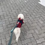 Shannon Elizabeth Instagram - Peanut took me for a jog tonight against my will. As you can hear, I am NOT a jogger. Just so happy to see him full of energy & life!! Love my little guy. ♥️🐶♥️🐶
