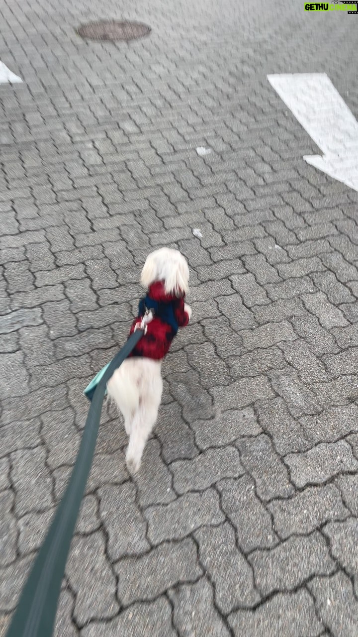 Shannon Elizabeth Instagram - Peanut took me for a jog tonight against my will. As you can hear, I am NOT a jogger. Just so happy to see him full of energy & life!! Love my little guy. ♥️🐶♥️🐶
