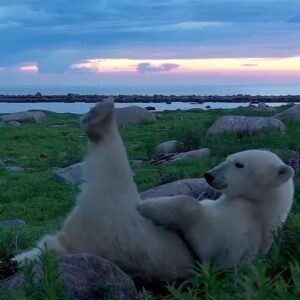Shannyn Sossamon Instagram - Because for sweetness 🤍

Video by @mywildlive 
Copyright Martin Gregus

#repost @oceanholic_life
