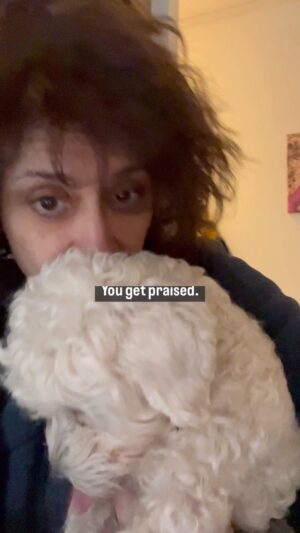 Shappi Khorsandi Instagram - She is 16 months old! A big girl! WHY JAMIE??? WHYYYYYY????? #maltesepuppy #malteseofinstagram #housetraining #arghghghgh
#dogmum 
#dogmumlife