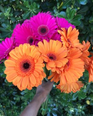 Shari Headley Instagram - The glory of gardening: hands in the dirt, head in the sun, heart with nature. To nurture a garden is to feed not just the body, but the soul. — Alfred Austin