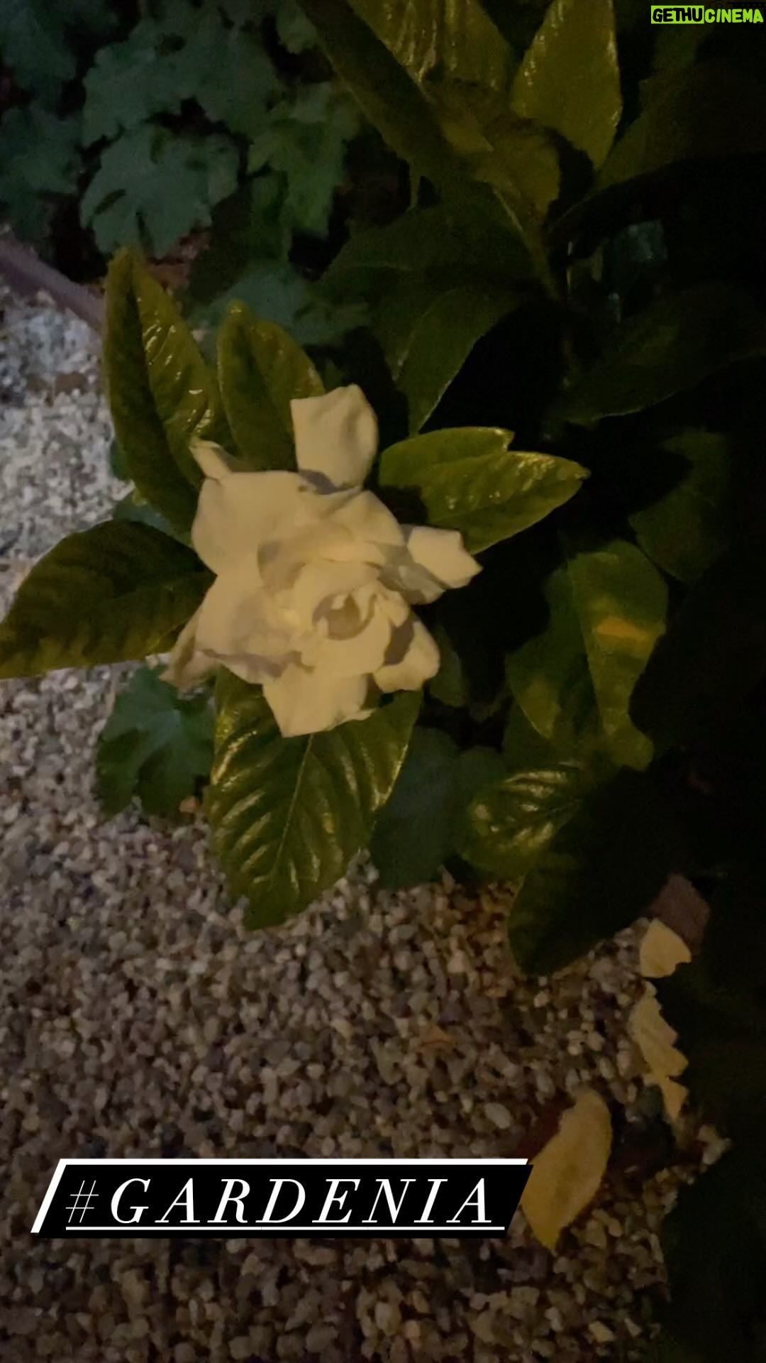 Sharon Lawrence - 3 Likes - #gardenia
#southernflowers