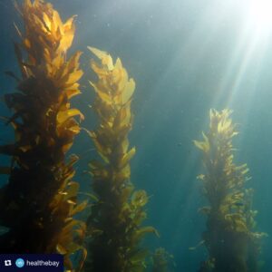 Sharon Lawrence Instagram - Join us on this #WorldOceanDay in the global fight against climate change and its impact on our oceans. Here’s how you can get involved with Heal the Bay:
🔍 Participate in community science: Help monitor Marine Protected Areas at our eDNA sampling event in Malibu on June 22 & 29.
🚯 Keep our oceans clean: Join our June beach cleanups at Dockweiler Beach on June 15 to prevent harmful trash from entering the ocean.
💰 Support our work: Donate to Heal the Bay and help protect our coastal waters through science, education, and advocacy.

Together, we can strive for a healthy, equitable, and safe future for our oceans and planet. #OceanClimateAction @worldoceanday 🌊🌎 All links in bio