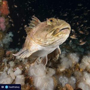 Sharon Lawrence Instagram - Join us on this #WorldOceanDay in the global fight against climate change and its impact on our oceans. Here’s how you can get involved with Heal the Bay:
🔍 Participate in community science: Help monitor Marine Protected Areas at our eDNA sampling event in Malibu on June 22 & 29.
🚯 Keep our oceans clean: Join our June beach cleanups at Dockweiler Beach on June 15 to prevent harmful trash from entering the ocean.
💰 Support our work: Donate to Heal the Bay and help protect our coastal waters through science, education, and advocacy.

Together, we can strive for a healthy, equitable, and safe future for our oceans and planet. #OceanClimateAction @worldoceanday 🌊🌎 All links in bio