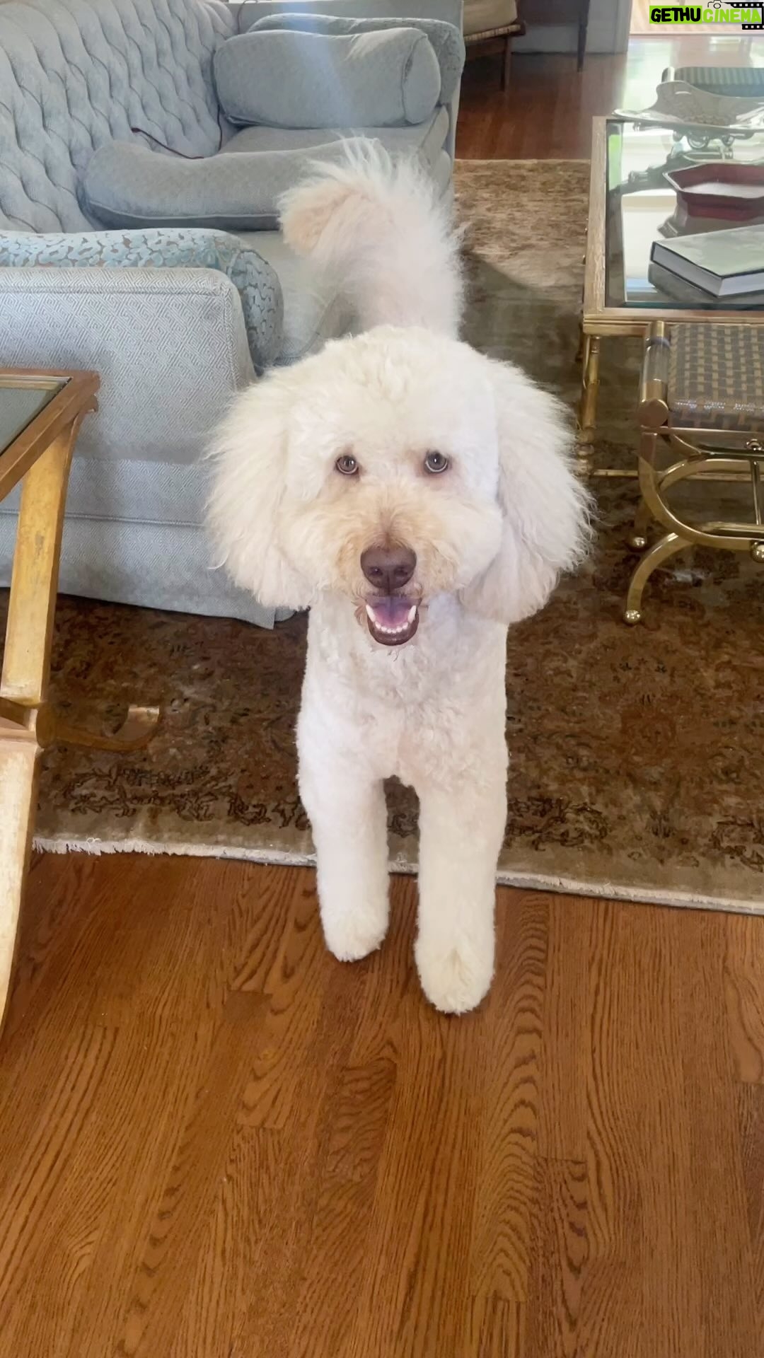 Sharon Lawrence - 3 Likes - My pawfect playmate- @parkerthepdoodle
#goldendoodle
#goldendoodlesofinstagram
#f1bgoldendoodle