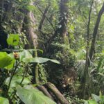 Sharon Carpenter Instagram - Happy #EarthDay everyone. Unless you’re planning to relocate to Mars some time soon, this is all we have. Let’s treat our planet - and all the living beings on it - with love, care and respect. Let’s give out what we expect in return. 🌏💚 #costarica