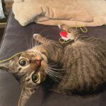 Sharon Carpenter Instagram - STELLA UPDATE - Some of you have asked how my sweet foster kitten Stella has been doing. I just went to visit her in her forever home with her cat daddy @_ohstylez. She’s getting big, doing great and loving life! Scroll for baby Stell pics and sound up on the last slide for cuteness overload. (And yes she has 3 legs but she can move faster than most cats with 4 😺). #fosterkittens #aspcafoster