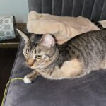 Sharon Carpenter Instagram - STELLA UPDATE - Some of you have asked how my sweet foster kitten Stella has been doing. I just went to visit her in her forever home with her cat daddy @_ohstylez. She’s getting big, doing great and loving life! Scroll for baby Stell pics and sound up on the last slide for cuteness overload. (And yes she has 3 legs but she can move faster than most cats with 4 😺). #fosterkittens #aspcafoster