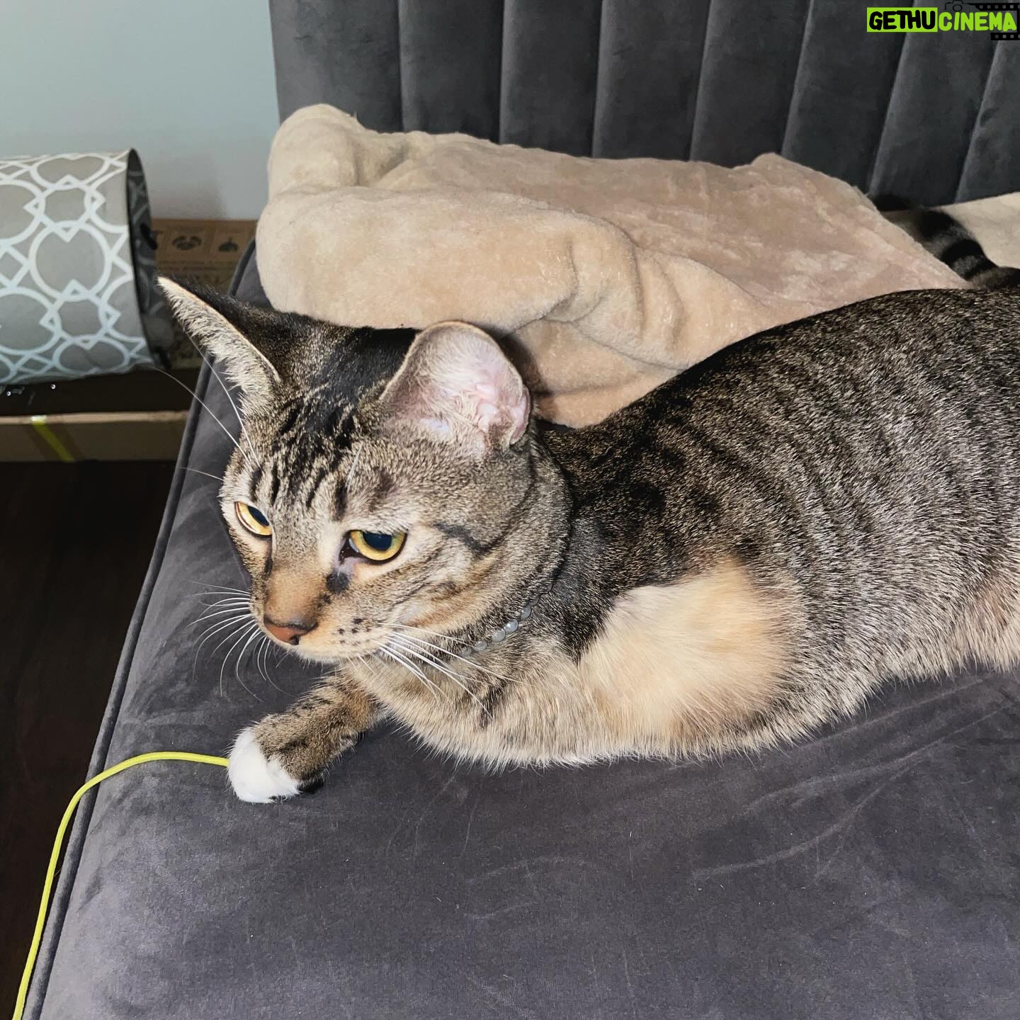 Sharon Carpenter Instagram - STELLA UPDATE - Some of you have asked how my sweet foster kitten Stella has been doing. I just went to visit her in her forever home with her cat daddy @_ohstylez. She’s getting big, doing great and loving life! Scroll for baby Stell pics and sound up on the last slide for cuteness overload. (And yes she has 3 legs but she can move faster than most cats with 4 😺). #fosterkittens #aspcafoster