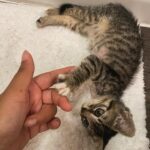 Sharon Carpenter Instagram - STELLA UPDATE - Some of you have asked how my sweet foster kitten Stella has been doing. I just went to visit her in her forever home with her cat daddy @_ohstylez. She’s getting big, doing great and loving life! Scroll for baby Stell pics and sound up on the last slide for cuteness overload. (And yes she has 3 legs but she can move faster than most cats with 4 😺). #fosterkittens #aspcafoster