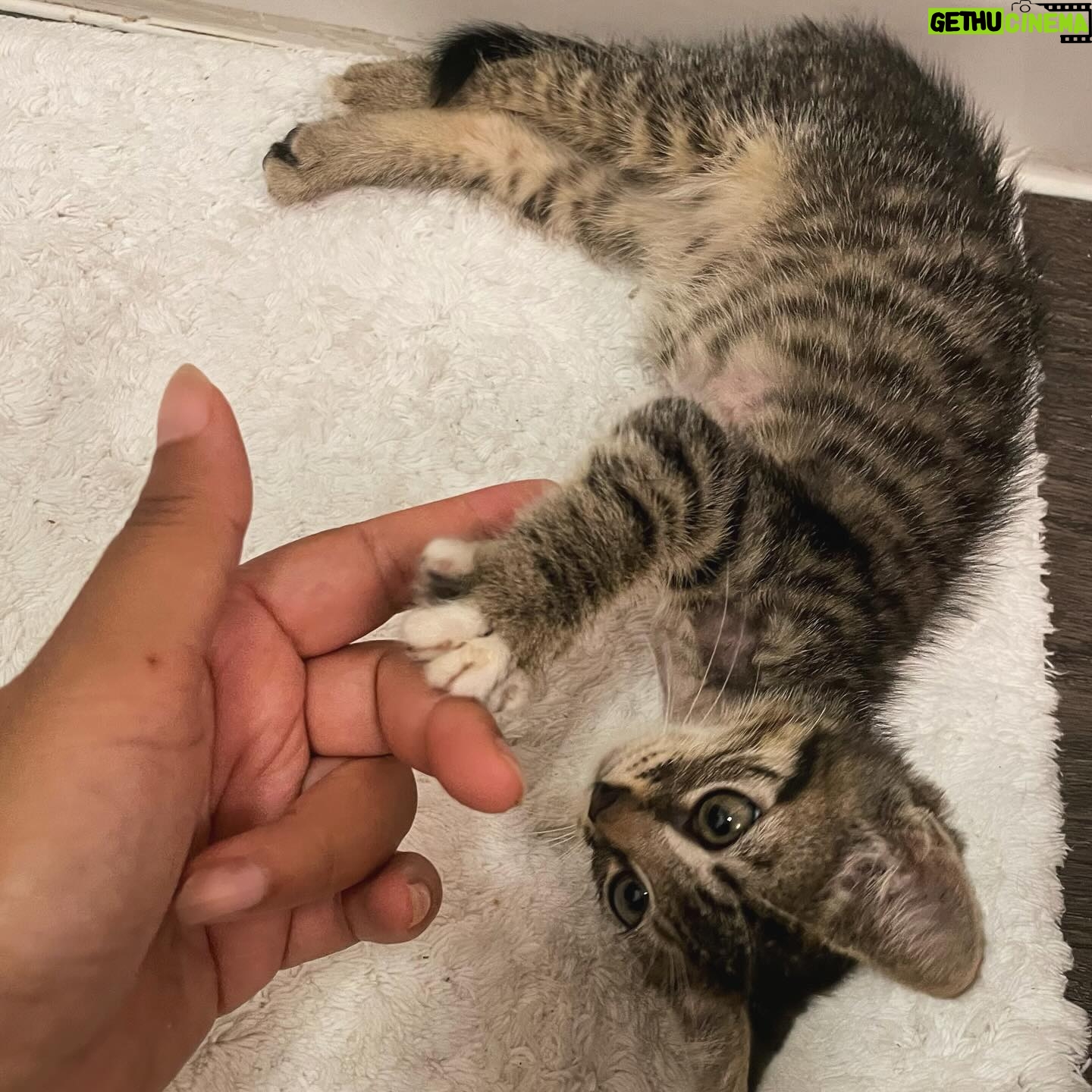Sharon Carpenter Instagram - STELLA UPDATE - Some of you have asked how my sweet foster kitten Stella has been doing. I just went to visit her in her forever home with her cat daddy @_ohstylez. She’s getting big, doing great and loving life! Scroll for baby Stell pics and sound up on the last slide for cuteness overload. (And yes she has 3 legs but she can move faster than most cats with 4 😺). #fosterkittens #aspcafoster