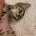 Sharon Carpenter Instagram - STELLA UPDATE - Some of you have asked how my sweet foster kitten Stella has been doing. I just went to visit her in her forever home with her cat daddy @_ohstylez. She’s getting big, doing great and loving life! Scroll for baby Stell pics and sound up on the last slide for cuteness overload. (And yes she has 3 legs but she can move faster than most cats with 4 😺). #fosterkittens #aspcafoster