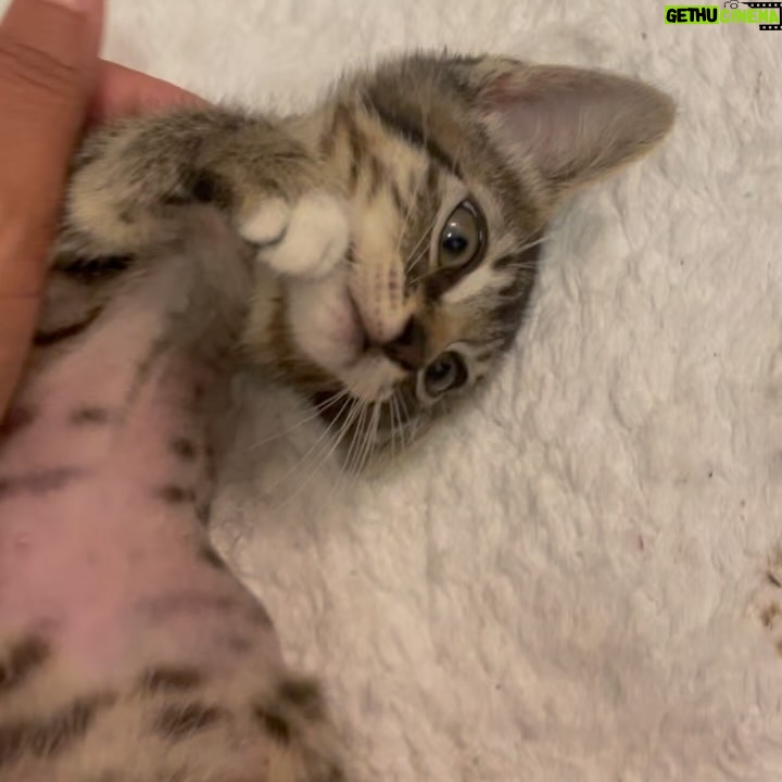 Sharon Carpenter Instagram - STELLA UPDATE - Some of you have asked how my sweet foster kitten Stella has been doing. I just went to visit her in her forever home with her cat daddy @_ohstylez. She’s getting big, doing great and loving life! Scroll for baby Stell pics and sound up on the last slide for cuteness overload. (And yes she has 3 legs but she can move faster than most cats with 4 😺). #fosterkittens #aspcafoster